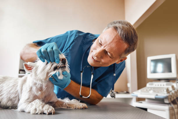 Best Emergency Dental Care for Abscessed Tooth in Spring, TX